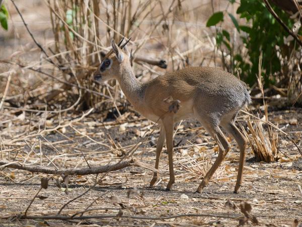<h3><a href="/trips/tanzania/biota/animalia/chordata/mammalia/artiodactyla/bovidae/madoqua kirkii/madoqua kirkii-nl.html">Madoqua&nbsp;kirkii</a> / Kirk's&nbsp;dik‑dik / Kirks&nbsp;dikdik</h3>OM-1 Mark II met OLYMPUS M.150-400mm F4.5 TC, 1/2000 sec  bij F5.6, ISO 800, afstand 33.4&nbsp;m